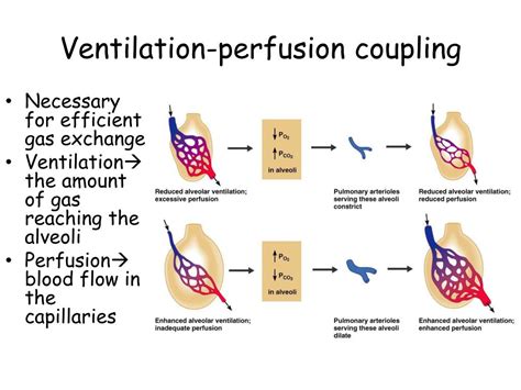 what is ventilation perfusion coupling